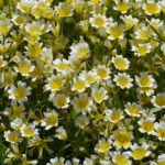 Limnanthes douglasii - meadowfoam
