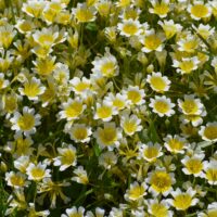 Limnanthes douglasii - meadowfoam