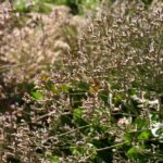 Limonium californicum - sea lavender