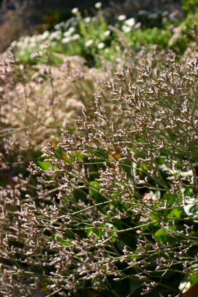 Limonium californicum - sea lavender