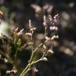 Limonium californicum - sea lavender