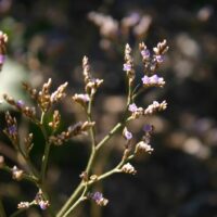 Limonium californicum - sea lavender