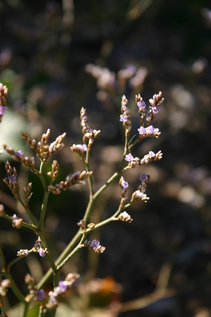 Limonium californicum - sea lavender