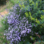 Symphyotrichum (Aster) 'Little Carlow' - aster