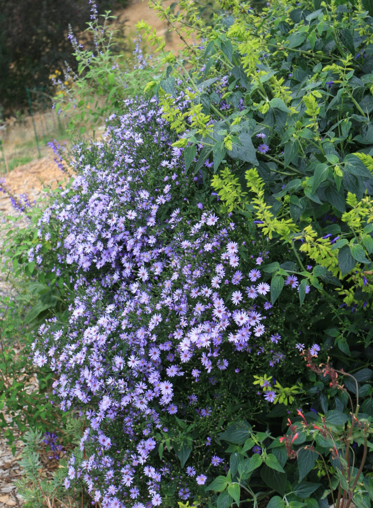 Symphyotrichum (Aster) 'Little Carlow' - aster