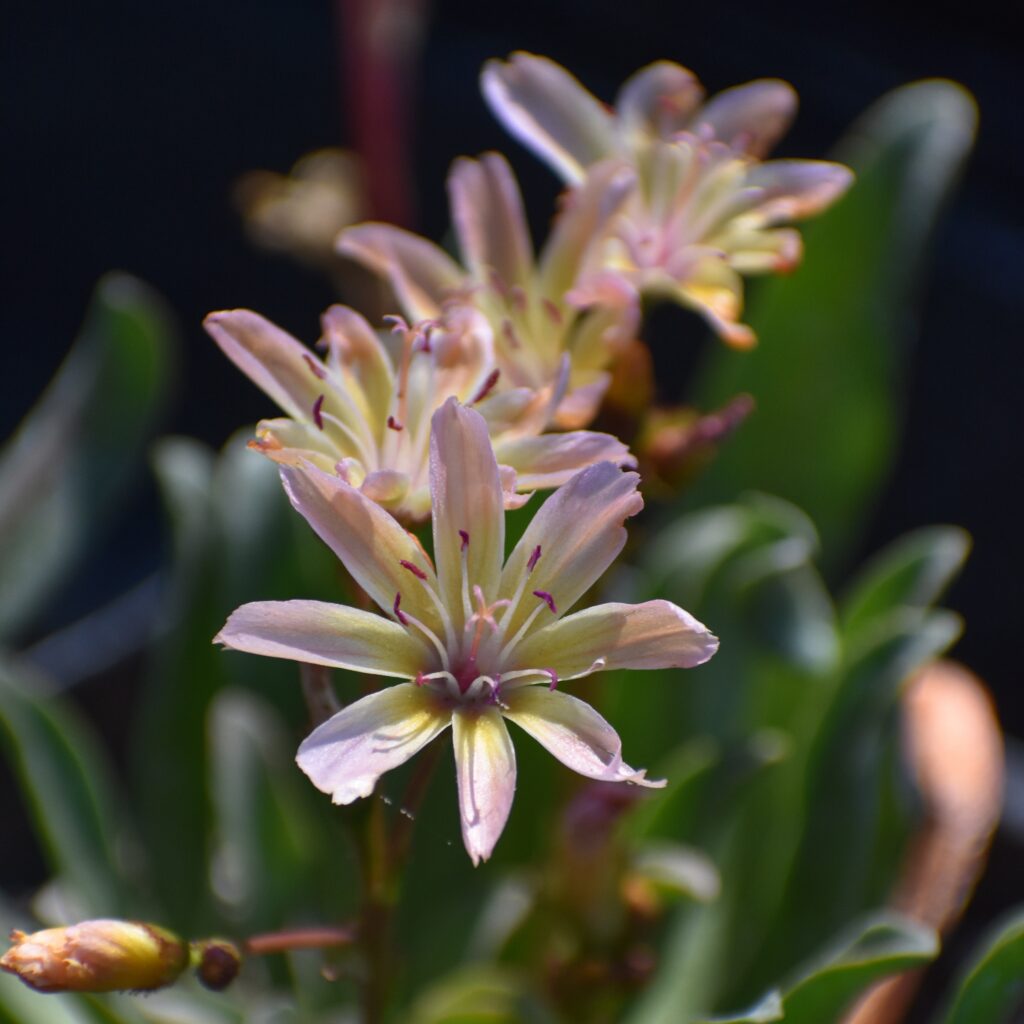 Lewisia longipetala 'Little Peach' - cliff maids
