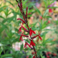 Lobelia cardinalis - cardinal flower