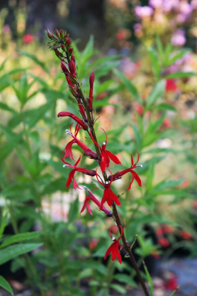 Lobelia cardinalis - cardinal flower