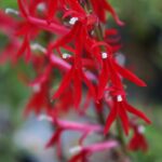Lobelia cardinalis - cardinal flower