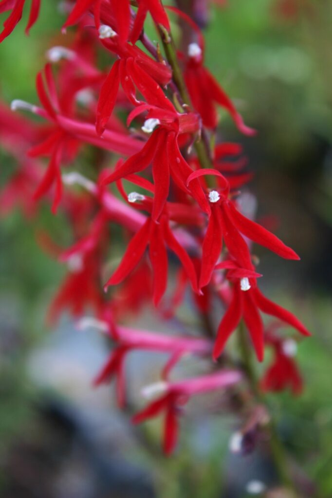 Lobelia cardinalis - cardinal flower