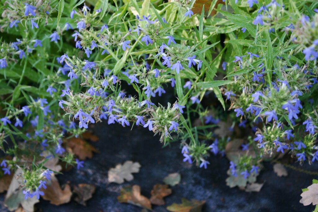 Lobelia dunnii var. serrata - blue lobelia