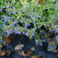 Lobelia dunnii var. serrata