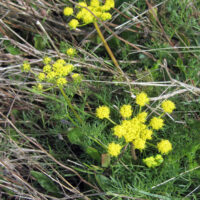 Lomatium utriculatum - common lomatium