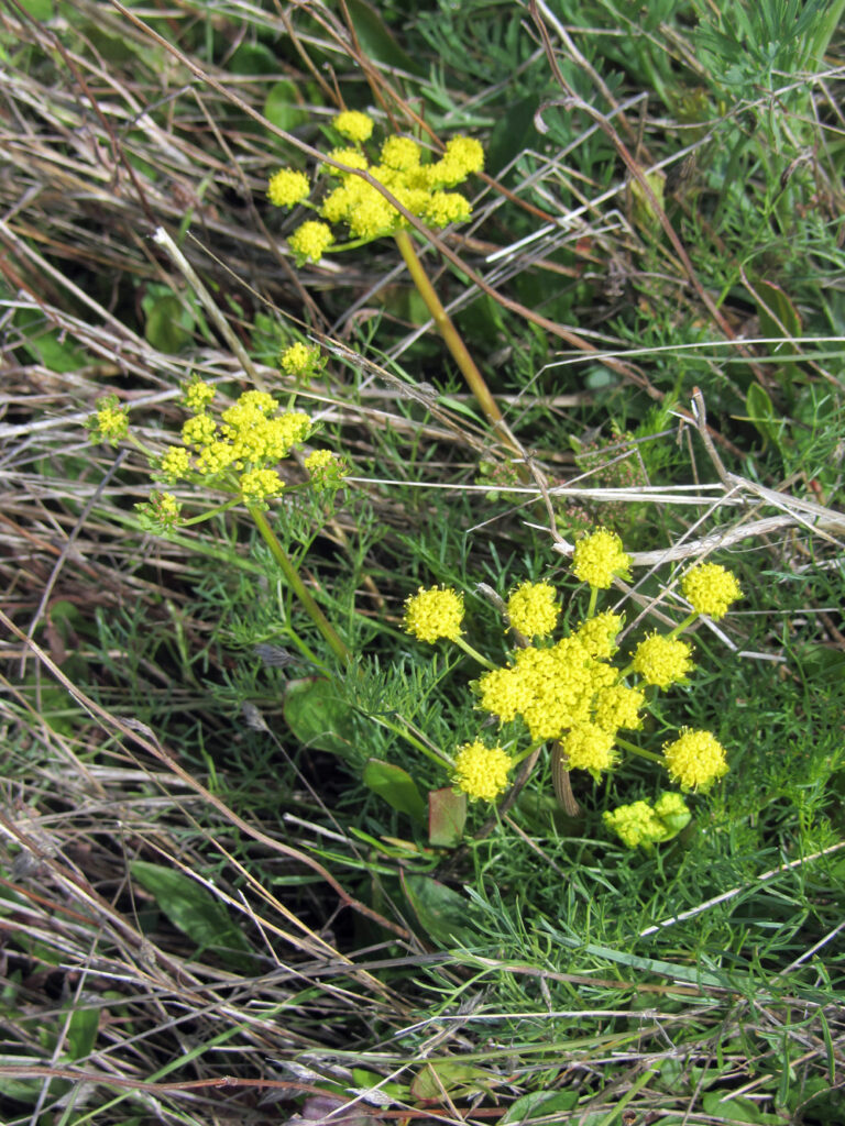 Lomatium utriculatum - common lomatium
