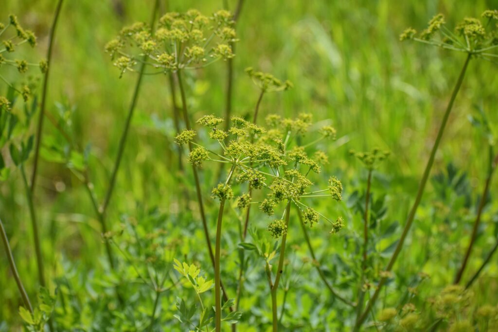 Lomatium californicum - California lomatium