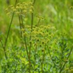 Lomatium californicum - California lomatium