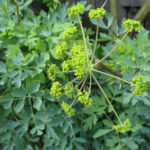Lomatium californicum - California lomatium