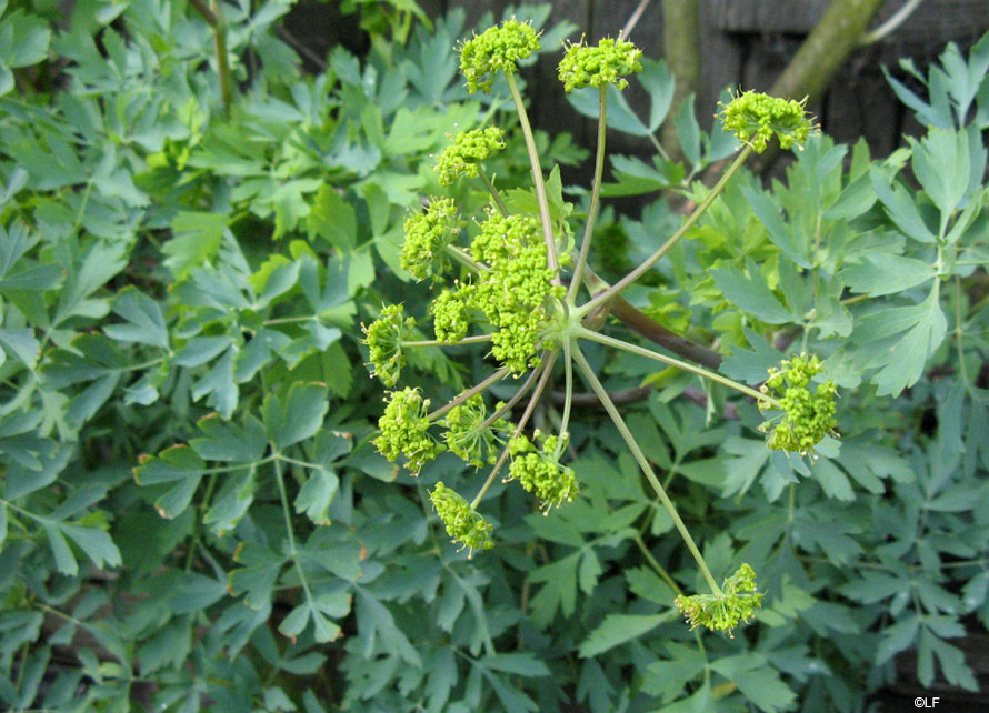 Lomatium californicum - California lomatium