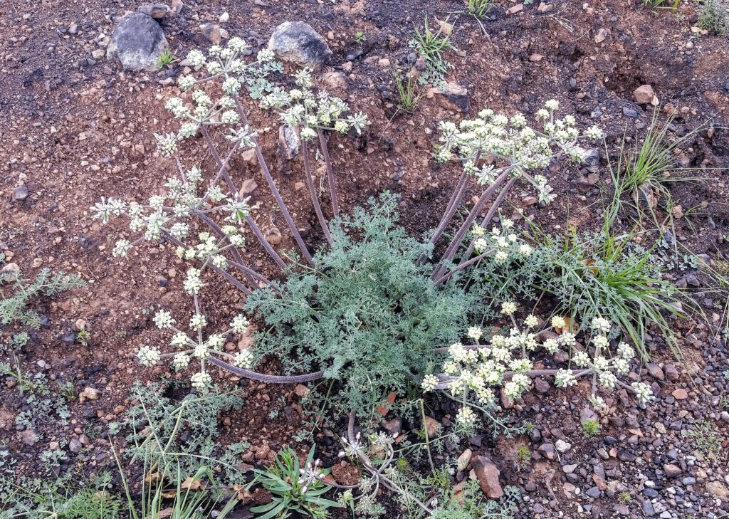 Lomatium dasycarpum - lace parsnip