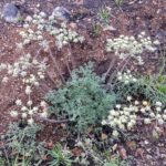 Lomatium dasycarpum - lace parsnip