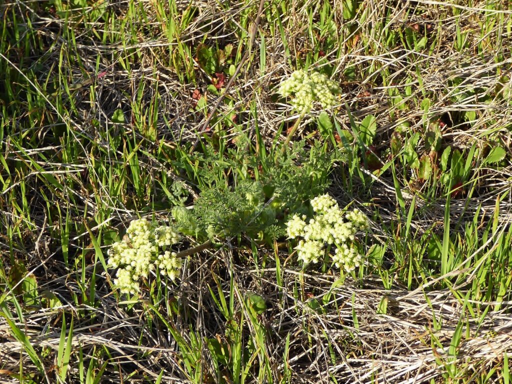 Lomatium dasycarpum - lace parsnip