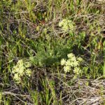 Lomatium dasycarpum - lace parsnip