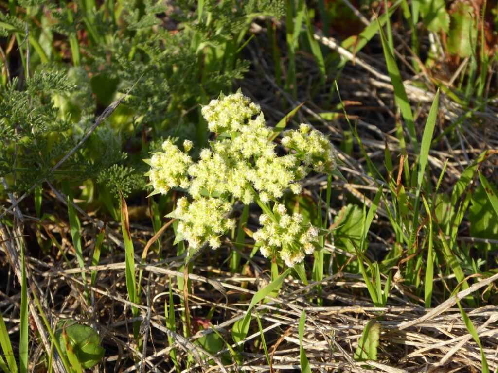 Lomatium dasycarpum - lace parsnip