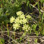 Lomatium dasycarpum - lace parsnip