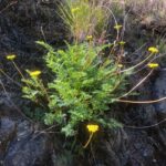 Lomatium utriculatum - common lomatium