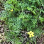 Lomatium utriculatum - common lomatium