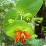 Lonicera ciliosa - western trumpet honeysuckle