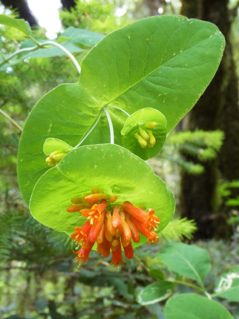 Lonicera ciliosa - western trumpet honeysuckle