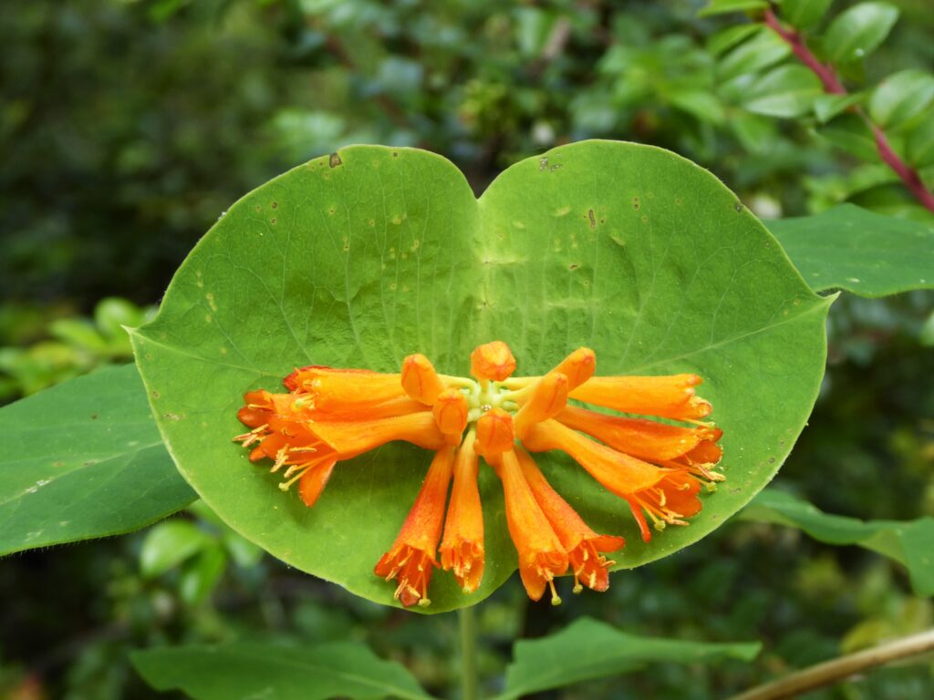 Lonicera ciliosa - western trumpet honeysuckle