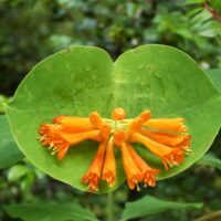 Lonicera ciliosa - western trumpet honeysuckle
