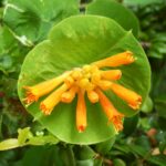 Lonicera ciliosa - western trumpet honeysuckle