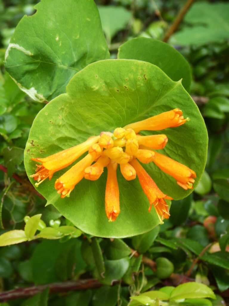 Lonicera ciliosa - western trumpet honeysuckle