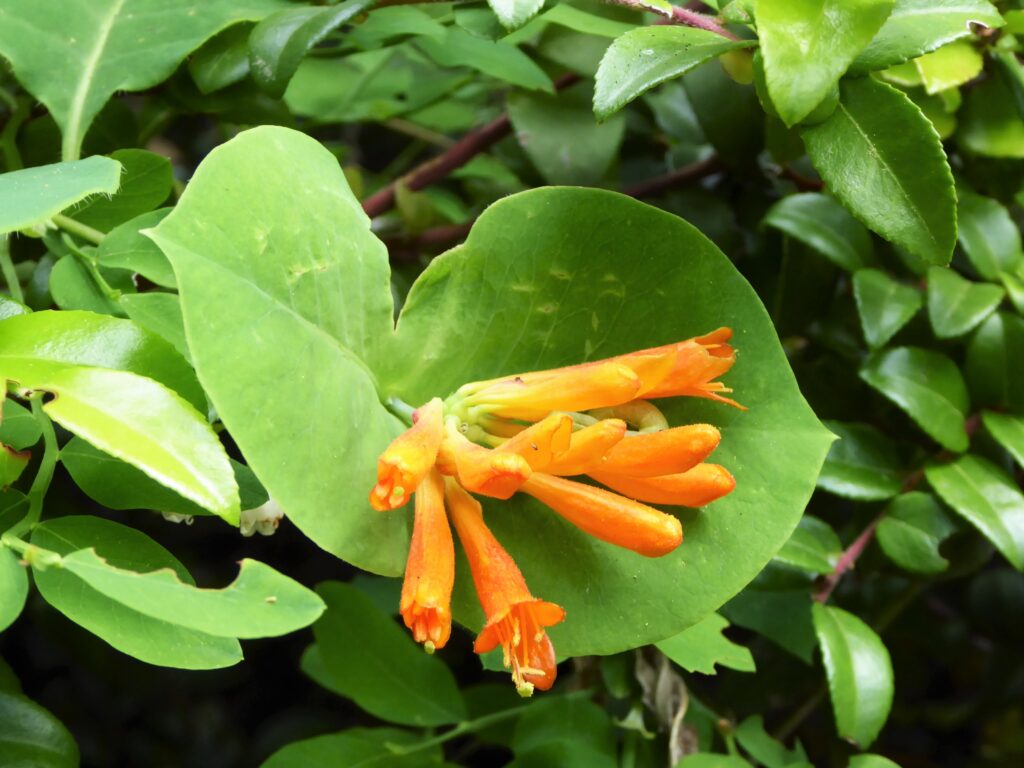 Lonicera ciliosa - western trumpet honeysuckle