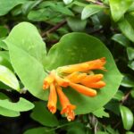 Lonicera ciliosa - western trumpet honeysuckle