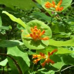 Lonicera ciliosa - western trumpet honeysuckle