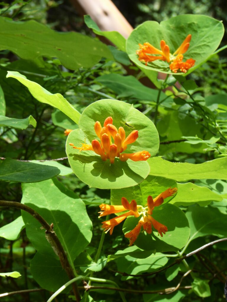 Lonicera ciliosa - western trumpet honeysuckle
