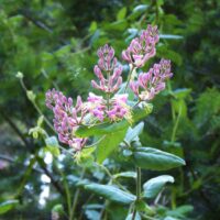 Lonicera hispidula