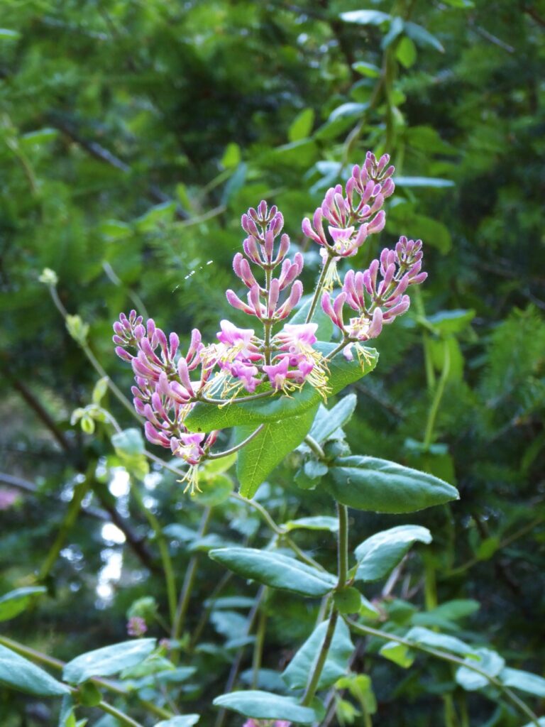 Lonicera hispidula - California honeysuckle, hairy honeysuckle