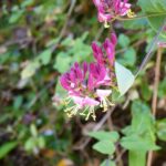 Lonicera hispidula - California honeysuckle, hairy honeysuckle
