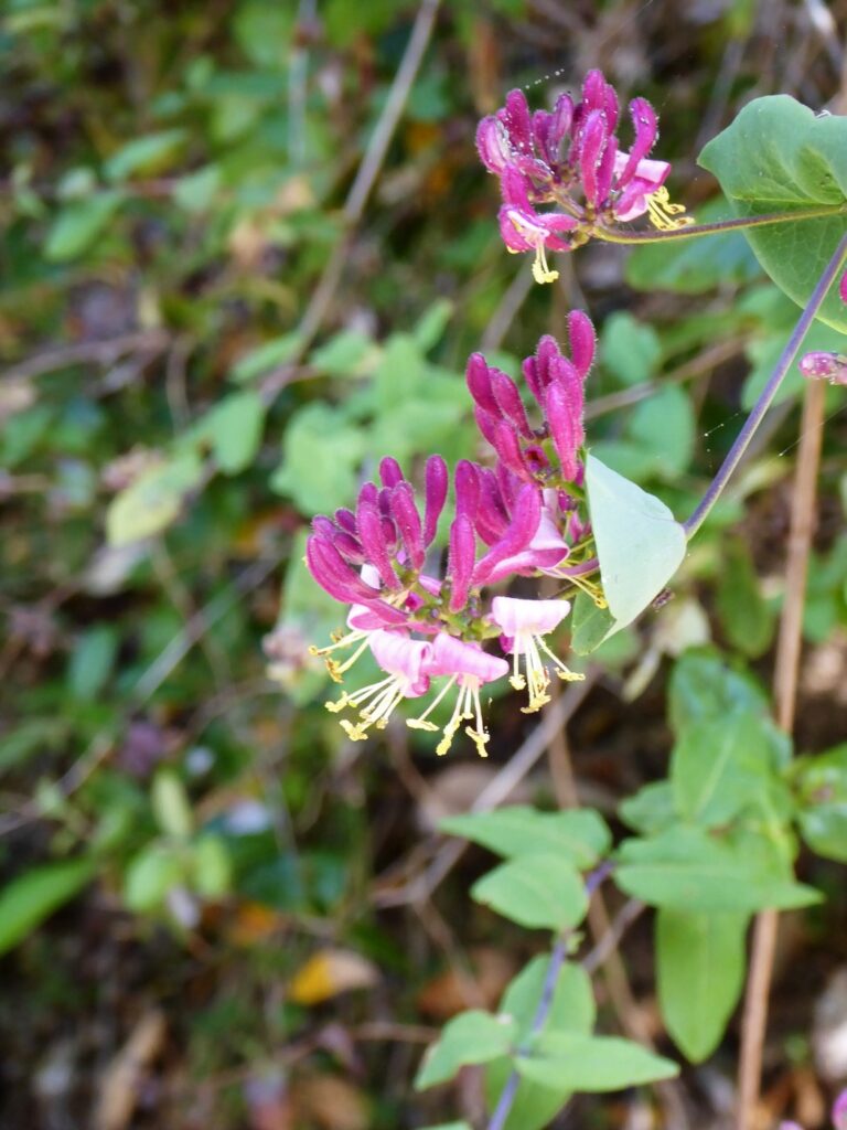 Lonicera hispidula - California honeysuckle, hairy honeysuckle