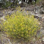 Acmispon (Lotus) glaber (scoparius) - deerweed