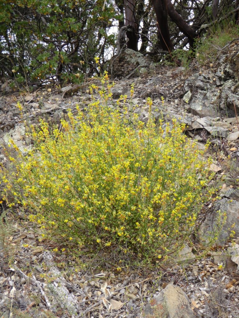 Acmispon (Lotus) glaber (scoparius) - deerweed