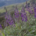 Lupinus albifrons var. albifrons - silver bush lupine