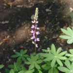 Lupinus latifolius var. parishii - canyon lupine