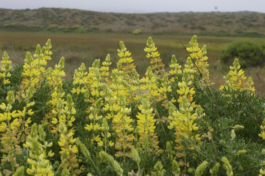 Lupinus arboreus - yellow flowered form - yellow bush lupine