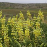 Lupinus arboreus - yellow flowered form - yellow bush lupine